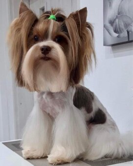 Biro yorkshire terrier ke krytí - 4