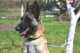 Malinoiska Naomi hledá domov - 4