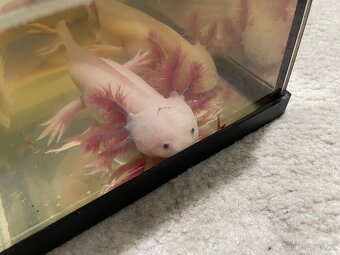Axolotl - 4