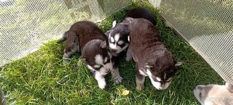 Sibírsky husky ❤️❤️ šteniatka ❤️❤️❤️ - 4