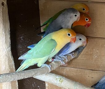 Prodám Agapornis Fischeri - 4