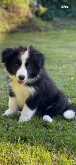 Border colie - 4