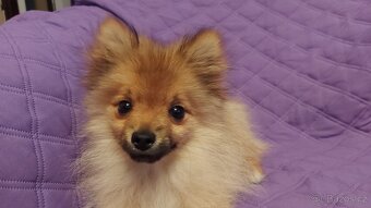 Špic, nemecký špic , oranžový špic, pomeranian - 4