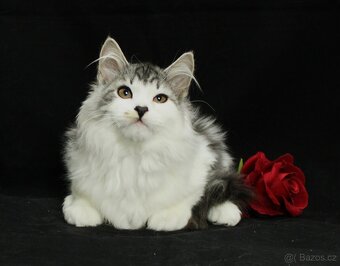 Sibiřská kočka - 4