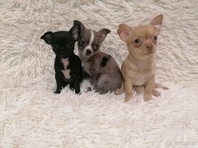 Čivava ke krytí - 4