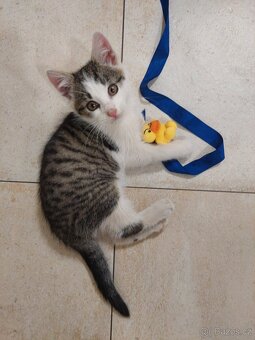 Darujeme kocourka - 4