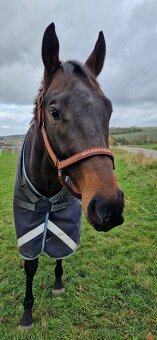 Pronájem koně na rekreaci - 4