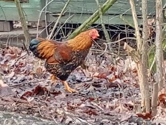 Wyandotky zdrobnělé kohout - 4