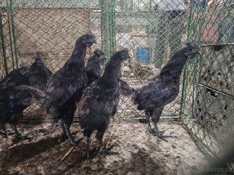 Ayam Cemani - 4