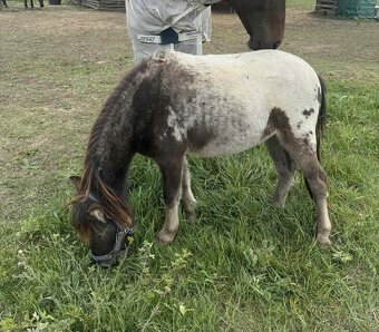 Pony k dětem - 4