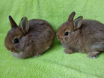 Zakrslý králíček - 4