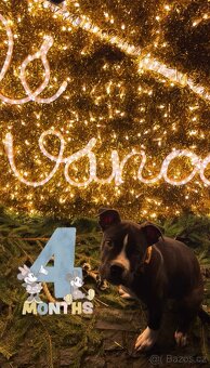 7měsíčnó štěně - 4