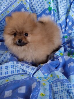 Pomeranian bez PP - štěně fenečka - 4