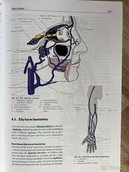 Přehled anatomie - 4