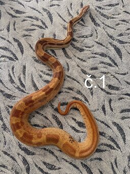 Boa Constrictor - Hroznýš královský - 4