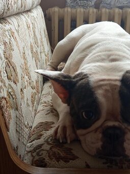 francouzský buldoček - 4