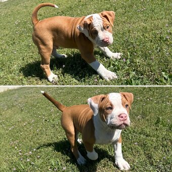 Psík American Bully s pp (ABKC) - 4