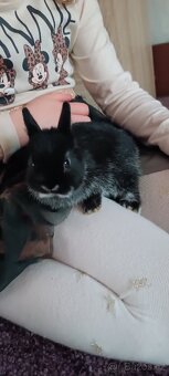Zakrslý králík bílopesíkatý černý (samička, sameček) - 4
