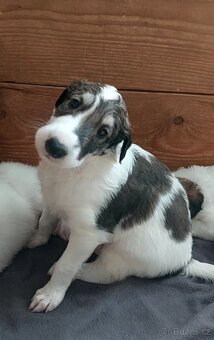 Barzoj ruský chrt s PP - 4