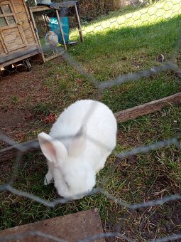 Novozélandský bílý - 4