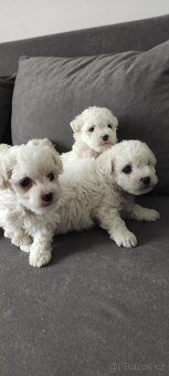 Bison štěňata s pp - 4