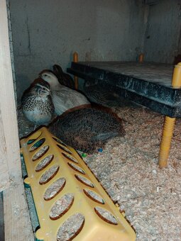 Krepelky-kohouti - 4