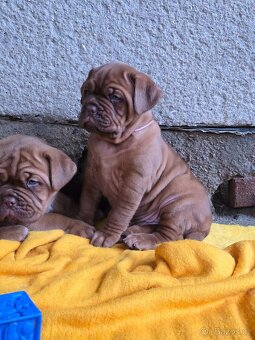 Bordeauxská doga s PP - 4