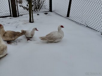 Kachna pižmová - 4