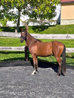 Figurantný 3r andalúzsky valach - 4