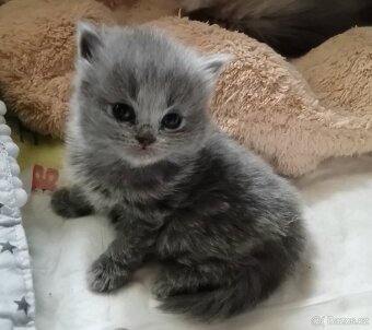 Britská koťátka s PP - 4