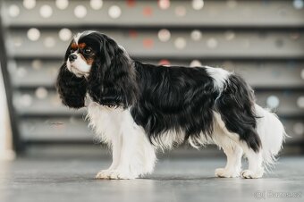 Krycí pes Kavalír King Charles španěl - 4