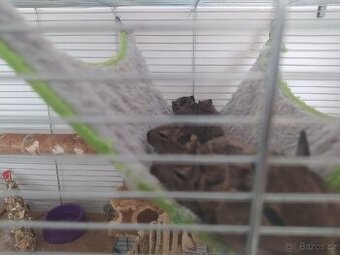 Osmáci degu - 4
