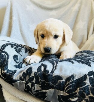 štěňata labrador a – připravena k odběru - 4