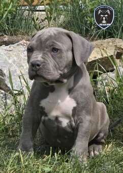 Chlapeček American bully XL k odběru - 4