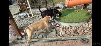 Prodám štěňátka AMStaford - 4