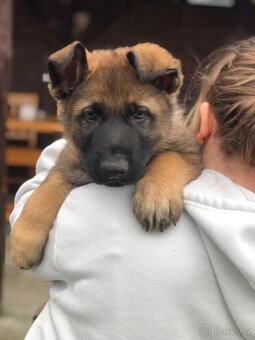 Stenata německého ovcaka - 4