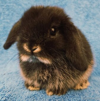 Zakrslý králíček/beránek minilop - 4