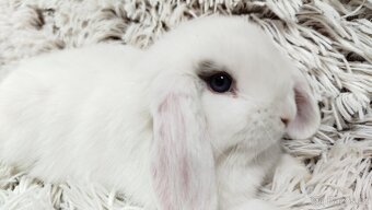 Zakrslý beránek, králíček, králík - FILIP - 4