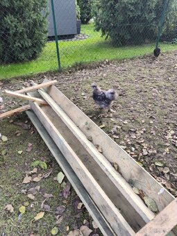 Kohoutek hedvabničky - 4