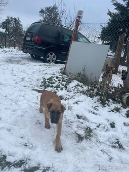 Stejně vlčáka - 4