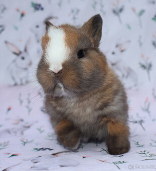 Zakrslý krátkouchý králíček LOT sameček - 4