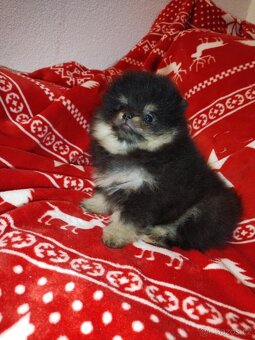 Pomeranian - 4
