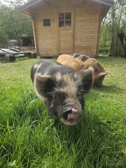 Selata kune kune - 4