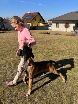 Belgický ovčák malinois - 4