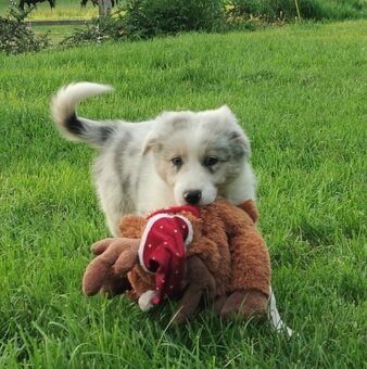 Border kolie , Collie , kolia - 4
