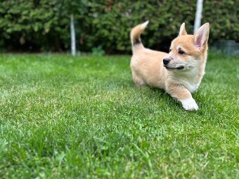 Welsh Corgi Pembroke psík - 4