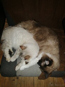 Ragdoll Kocourek - 4