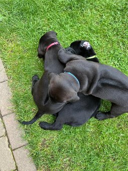 Labrador čierny - 4
