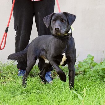 💓 Ducan – krásný černý bojovník s velkým srdcem - 4