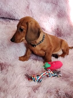 Jezevčík hladkosrstý trpasličí/králičí - 4